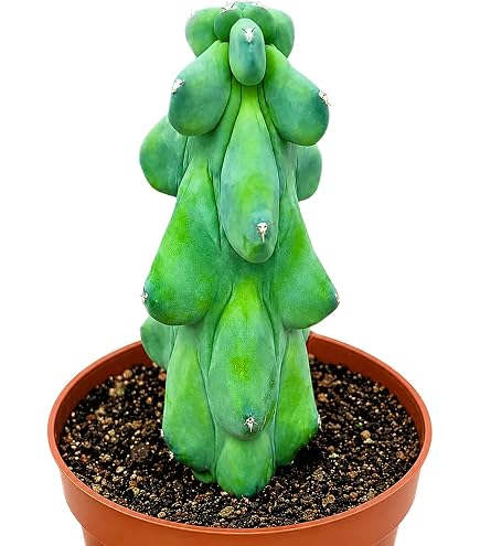 Amazon.com : AchmadAnam - Euphorbia TRIGONA RUBRA African Milk