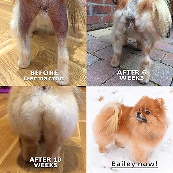 cat carrier for 2 cats