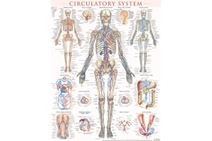 Circulatory System