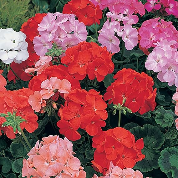 Geranium Cabaret Mixed 20 Large Garden Ready Plants Amazon.co.uk