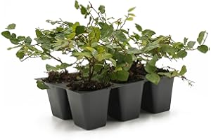 CITRONELLAKING 6 Creeping Fig, Live Plants – Ficus Repens – Fast-Growing & Versatile Climbing Vine in 2.5” Nursery Cubes – Perfect for Living Walls, Topiaries, Ground Cover & Indoor/Outdoor Decor