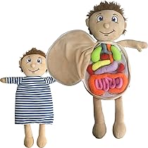 anatomy plush doll
