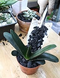 TOYPOPOR Horticultural Charcoal for Indoor Plants