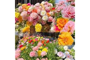 KCT GARDEN Moss Rose Seeds for Planting Outdoors, Pack of 10000 Portulaca Grandiflora Flower Seeds for Planting