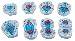 Eisco - Mitosis Model Set of 8 Enlarged 3D Animal