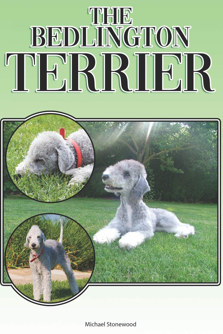 bedlington terrier grooming guide