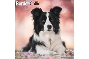 Border Collie Calendar 2024 | Square Dog Breed Wall Calendar - 16 Month