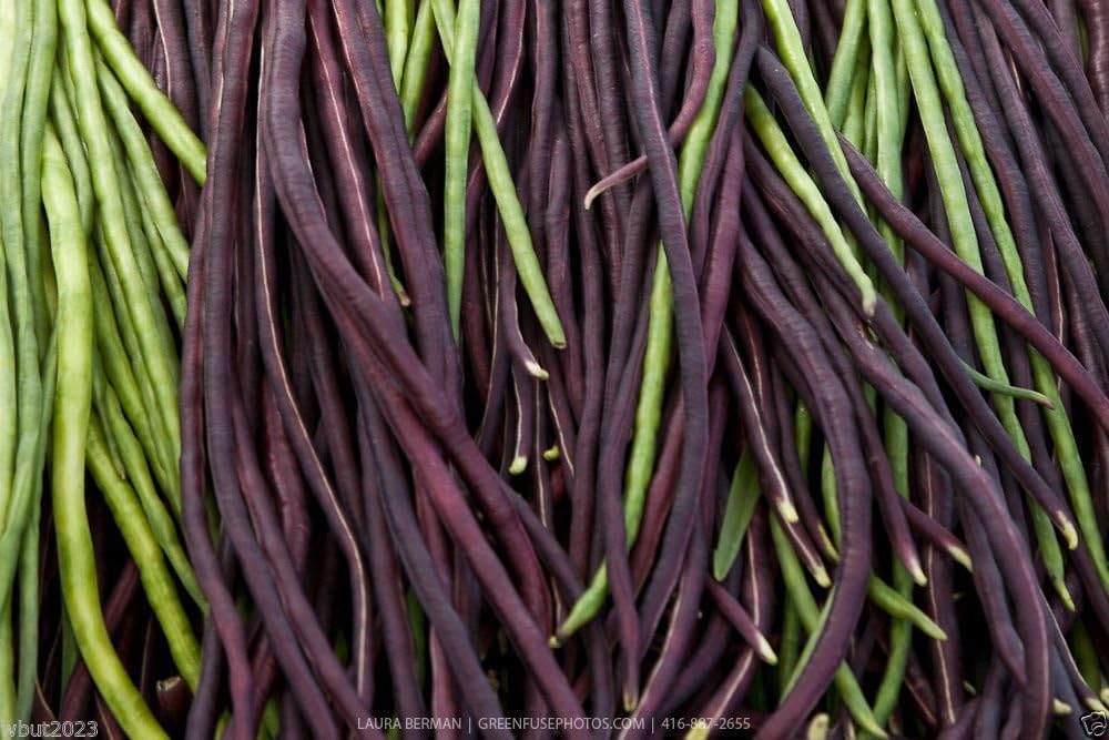 Купить Семена Вигны В Интернет Магазине