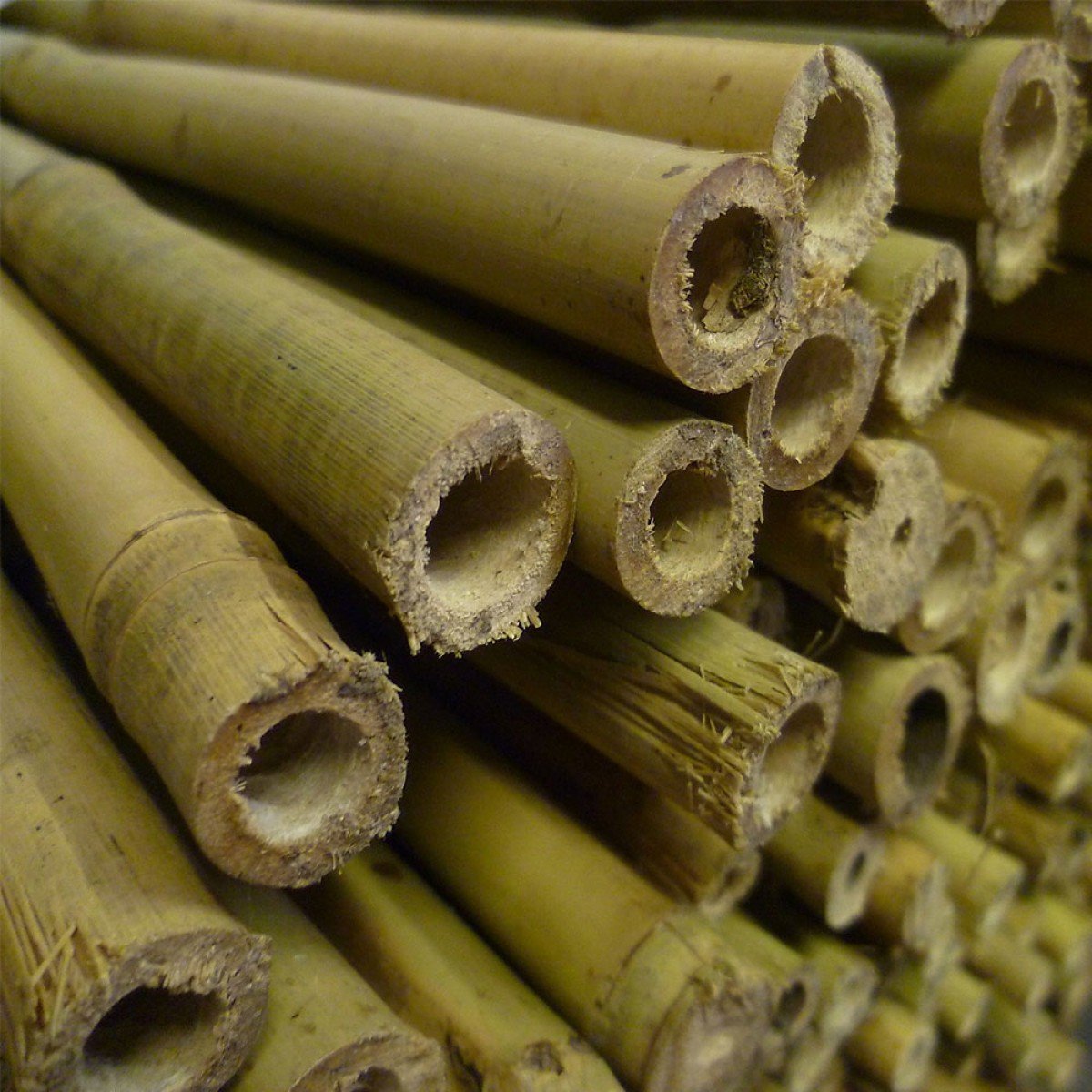3ft Bamboo Canes 1012mm "EXTRA THICK" Pack of 50 (a1503) Amazon.co