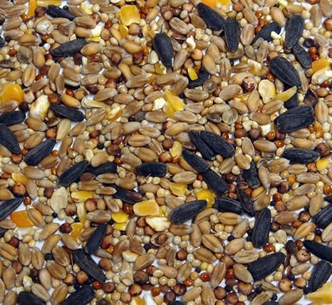 Riverside Quality Deluxe Aniseed Wild Bird Seed 20kg Amazon Co Uk Garden Outdoors
