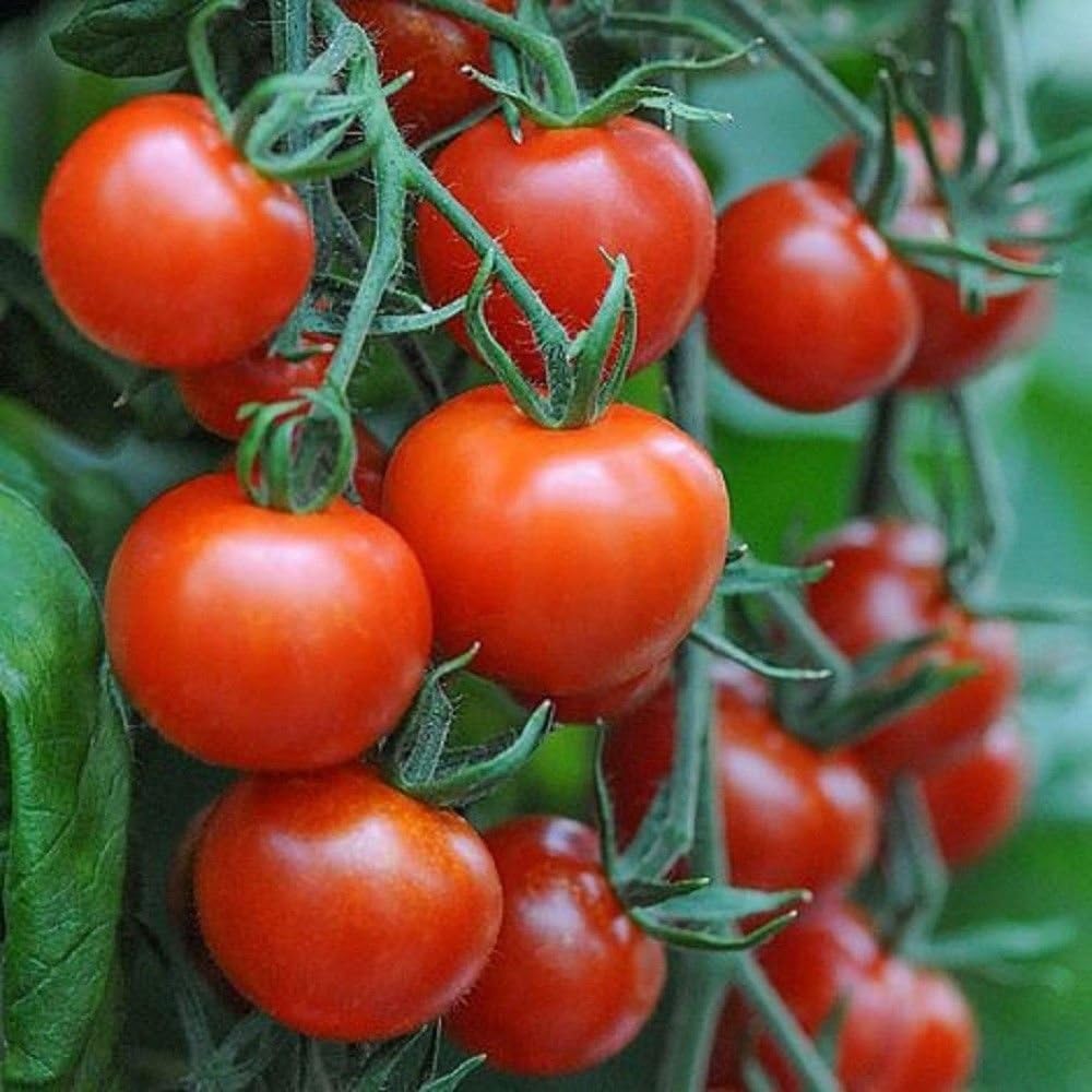 Mountain Magic F1 Hybrid Tomato Seeds - Perfect Fresh Eating Right Off The Vine 10 Seeds