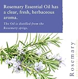 Absolute Aromas Rosemary Essential Oil 10ml 100% Pure Natural Undiluted view 2