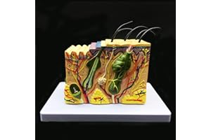 XINDAM Skin Model, 35X Enlarged Anatomical Model Anatomy for Science Classroom Study Display Teaching Medical Model