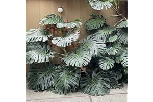 TANKDA 2 Rare Philodendron Live Plants Varieties Collection, Philodendrons Plants Size 5-9 Inc for Indoor Houseplant Décor, Ornamental Tropical Well-Rooted (Monstera Deliciosa)