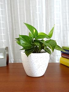 Rolling Nature Good Luck Money Plant in White Round Dew Ceramic Pot