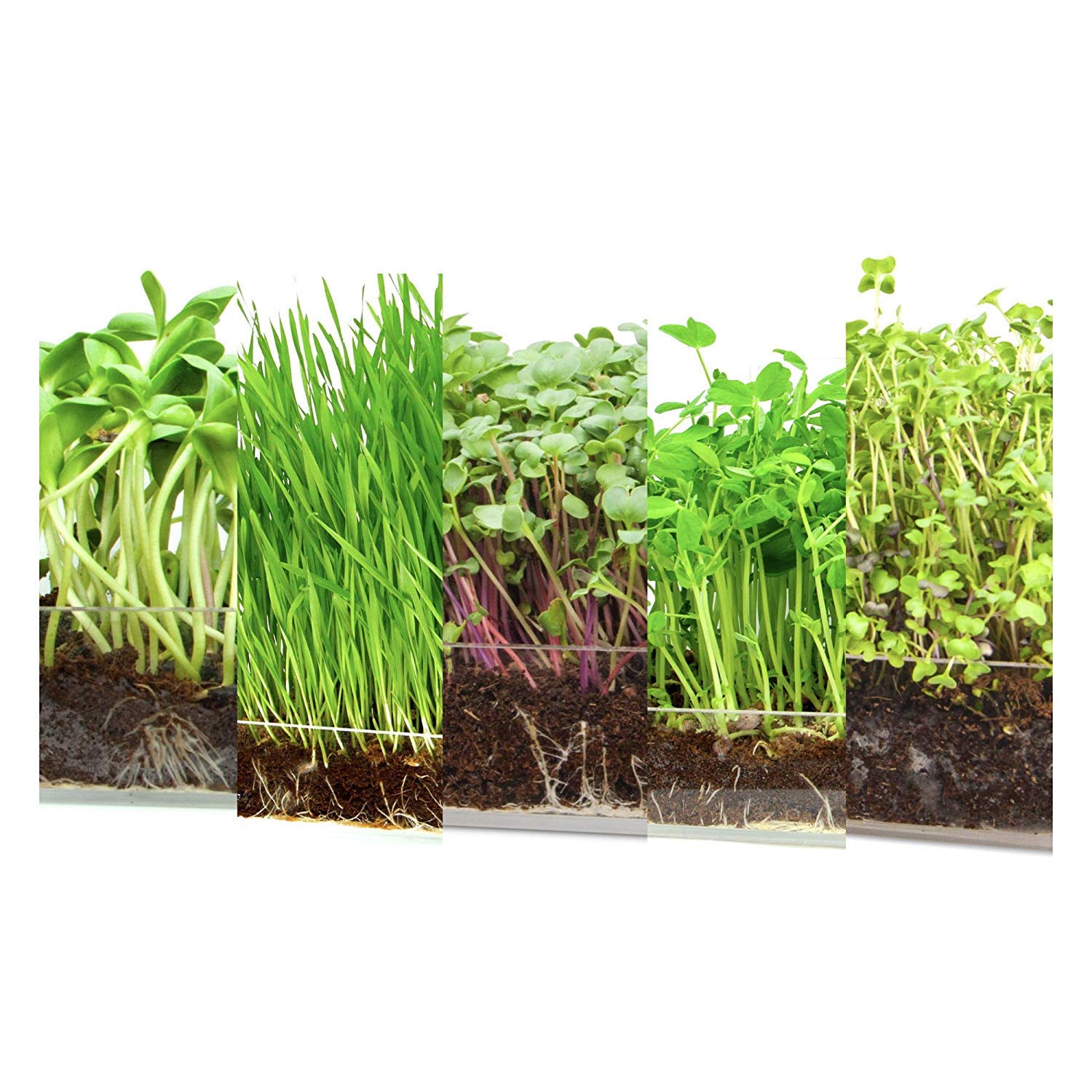 Garden Pocket Bandeja Large Brotes Germinados Bandeja Sustrato de ...