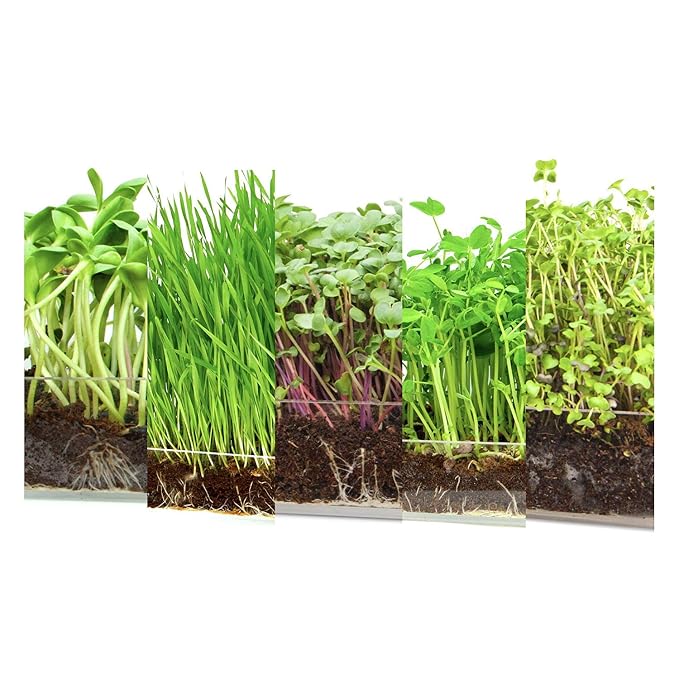 Garden Pocket Bandeja Large Brotes Germinados Bandeja Sustrato de ...