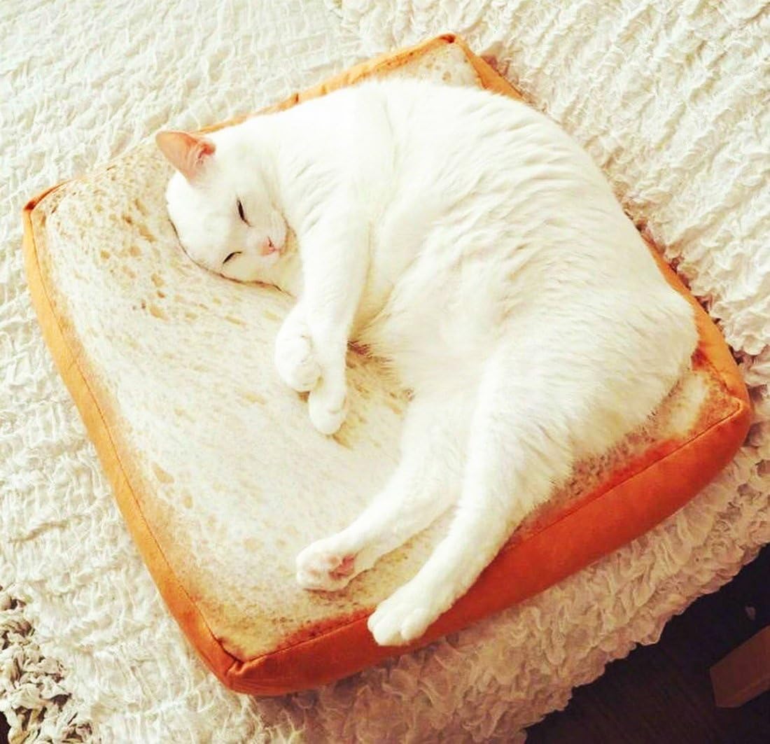 cats and bread