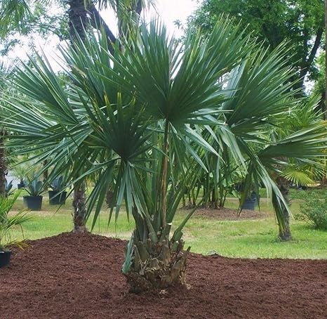 Amazon Com Sabal Minor Dwarf Palmetto Palm Tree 2018 Fresh
