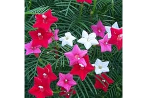 zellajake 100+ Cardinal Climbers Vine Red Morning Glory Cypress Vine Mix (Multi) Open Pollinated Seeds