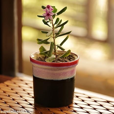 ExclusiveLane Dual Galzed Studio Pottery Garden & Balcony Planter Pot In Ceramic - Plant Containers Ceramic Pots Flower Pots For Garden Planter Box Ceramic Planter Living Room Decorative Flower Bowl Outdoor Living