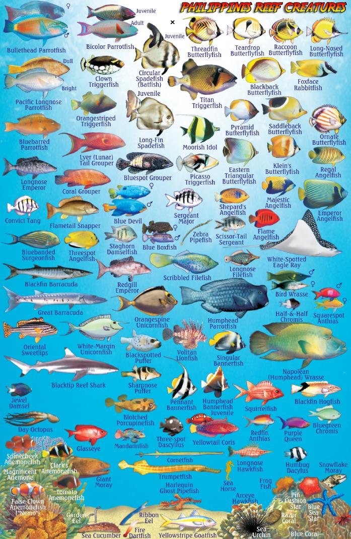 Coral Reef Identification Guide At Arthur Hanley Blog Coral Reef Identification Guide At Arthur Hanley Blog