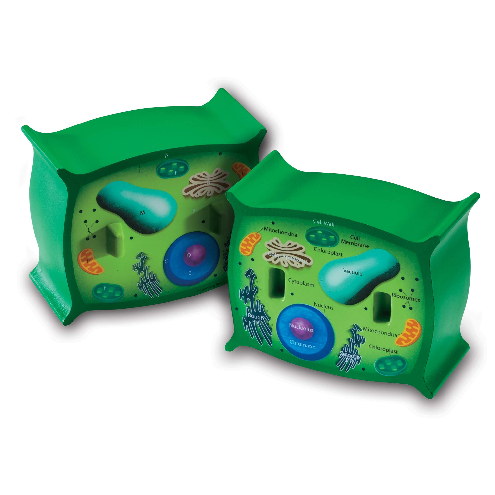Learning Resources Cross-Section Plant Cell Model