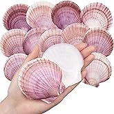 30PCS Natural Scallop Shells Purple Red Sea Shells, Real Seashells from Beach for DIY Crafts, Ocean Themed Party, Painting, and Wedding Decorations (2.8''–3.5'')