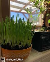 Cat FurNature Cat Grass Seeds Oat 150g Brand Cat FurNature .co .uk view 9