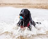 Chuckit! Amphibious Balls 6 cm, 3 Pack – Floating Dog Fetch Toys view 2