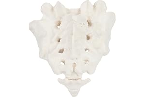Axis Scientific Human Sacrum Bone Model | Cast from a Real Human Sacrum Bone Specimen | Coccyx Has Natural Mobilty | Includes Product Manual