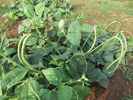 Seeds Point Rare Kerala Variety Gomathy Cowpea Vegetable Seeds