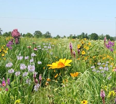 Wildflower Meadow