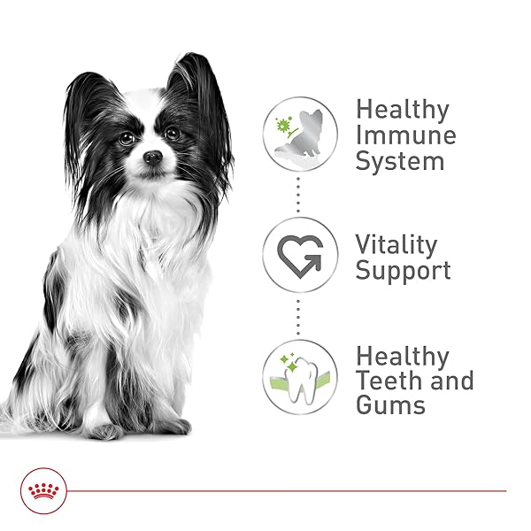 ROYAL CANIN SIZE HEALTH NUTRITION X-SMALL 7+ ADULT DRY DOG FOOD, 2.5 LB BAG