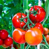 Doff Tomato Feed 500ml with Seaweed & Magnesium NPK 4:5:9 view 3