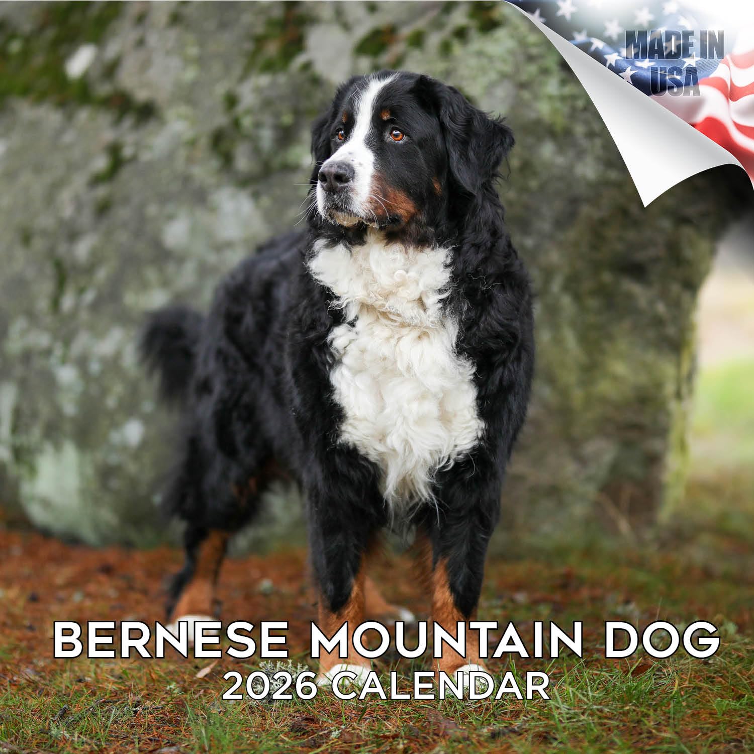 Bernese Mountain Dog Calendar 2026 – 16-Month Dog Breed Wall Calendar by MegaCalendars – Large Daily Blocks, Thick No-Bleed Paper, Made in USA