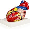 Parco Scientific PB00070 Human Heart Model | 3 Parts, 3X Life Size | Shows External and Internal Anatomy Detail with Ventricles, Atria, Valves, Veins and Aorta | Labelled Diagram Included