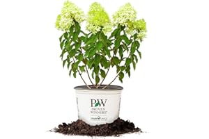 PERFECT PLANTS Limelight Hydrangea - Size: 3 Gallon, Live Plant, Includes Special Blend Fertilizer & Planting Guide