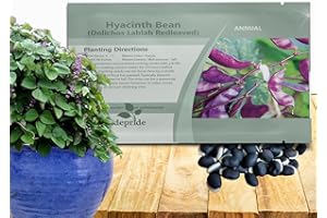 Outsidepride Red Lablab Hyacinth Bean Vine Seeds - 100 Pcs Perennial, Fast Growing Vegetable Seeds for Planting with Fragrant Foliage for Garden & Edible Flower and Pods for Culinary Uses