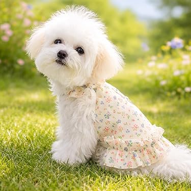 Amazon.com New Releases: The best-selling new & future releases in Dog  Dresses