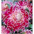 Vancouver Dahlia - 5 Gallon Size Bare Root Tuber Red - Bold Red Blooms for Spring Planting 2025 - Large Tuber for Stunning Garden Displays