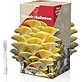 inbloom Organic Golden Oyster Mushroom Growing Kit with Spray, Harvest Fresh Mushrooms at Home, Beginner Friendly & Easy to Use, Unique Gardening Gift for Holiday, Handmade in New Jersey, USA
