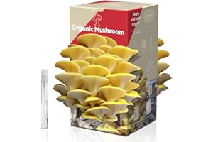inbloom Organic Golden Oyster Mushroom Growing Kit with Spray, Harvest Fresh Mushrooms at Home, Beginner Friendly & Easy to Use, Unique Gardening Gift for Holiday, Handmade in New Jersey, USA