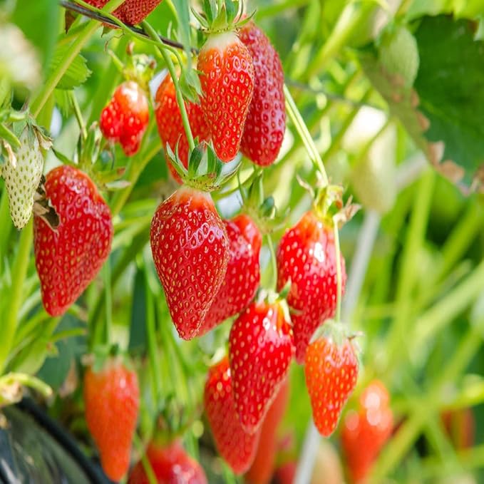 Hirts Evie Everbearing Strawberry Plants, 25 Bare Root