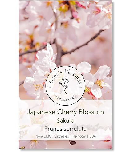 Amazon.com : 12 Japanese Flowering Cherry Blossom Seeds : Patio