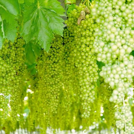 Amazon ブドウ苗 白三尺ぶどう 巨大房ぶどう 果樹苗 10 5cmポット挿し木苗 2個セット ポット苗なので年中植付け可能 落葉時期は葉がついていません 即出荷 果物