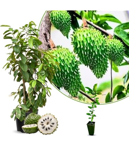 plastic round plant pots 4' Pot