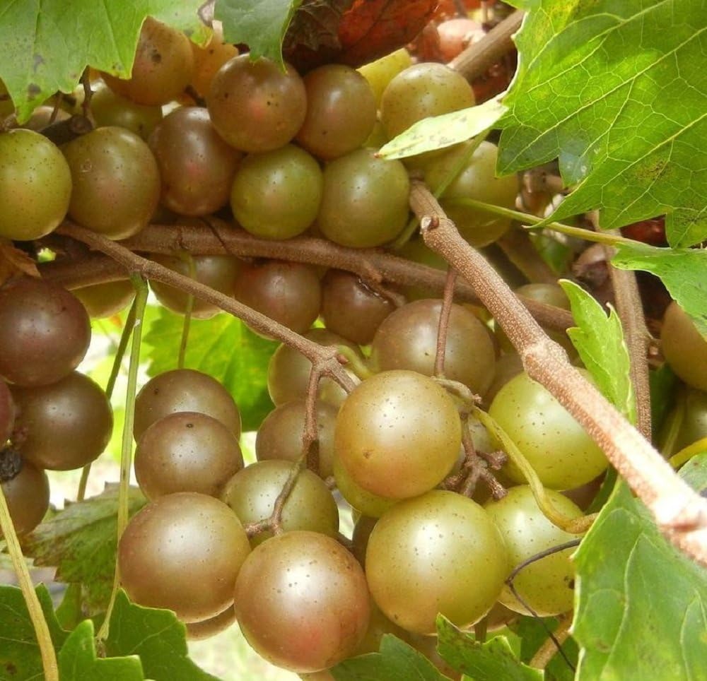 Vitis 'Higgins' Muscadine Grape Starter Plant