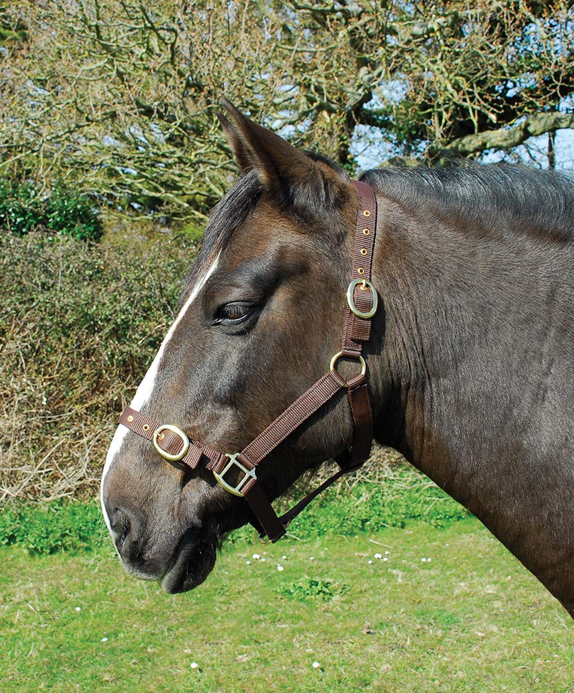 Rhinegold Nylon Headcollar - Pony - Brown