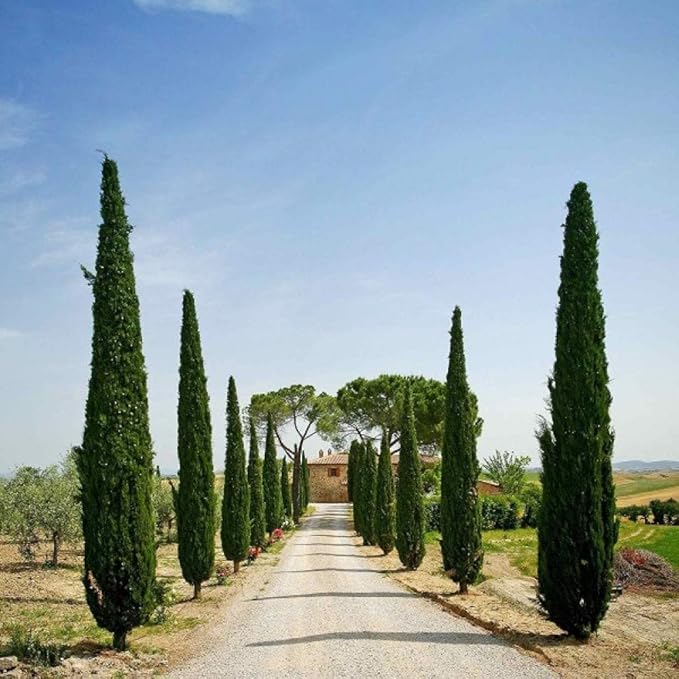 Italian Cypress (Cupressus Sempervirens Stricta) 50 Seeds Amazon.es